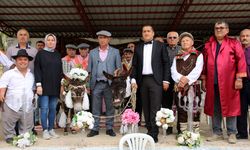 Antalya’da eşeklere sembolik nikah kıyıldı