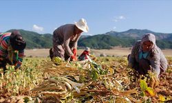 Çiftçilere 72 milyon 554 bin lira tarımsal destekleme ödemesi yapılacak