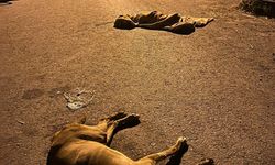 İzmir'de 6 köpek zehirlenerek öldürüldü