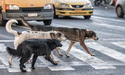 Sivas’ta kızını köpeklerden koruyan babaya hayvan hakları savunucuları dava açacak