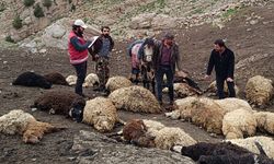 Küçükbaş sürücüsüne kurtlar saldırdı, 100 koyun öldü