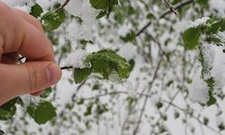 Meteoroloji zirai don uyarısında bulundu