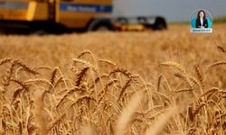 Sezon erken başladı: Buğday hasadında beklenti ne yönde?