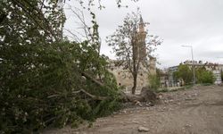 Sivas’ta kuvvetli rüzgarda ağaçlar devrildi