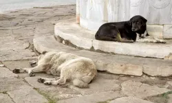 İspanya'da sahipsiz köpekler sorununa barınaklar, kısırlaştırma sayesinde çözüm bulundu