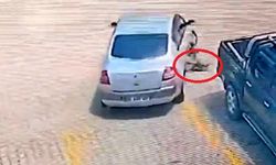 Trabzon'da otomobille köpeği ezen sürücüye 7 bin 216 TL ceza