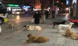 Urla'da 6 sahipsiz köpeğin zehirlenerek telef olması üzerine inceleme başlatıldı