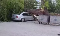 Ankara'da kuvvetli rüzgar; ağaç devrildi, 4 araç hasar gördü