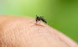 Avrupa'da Asya Kaplan sivrisineği paniği
