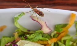 Ayvalık Devlet Hastanesi'nde yemekten böcek çıktı