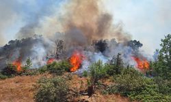 Bingöl'ün 2 ilçesinde orman yangını