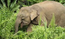 Borneo filleri nesli tehlike altındaki türler listesine alındı