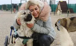 Hastalık taşıyan köpekleri Ankara'ya getirdiği iddia edilen Özgünlü hakkında 7 yıla kadar hapis istemi