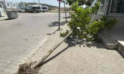 Edirne'de lodos ağaç devirdi