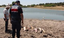 Edirne'de gölette toplu balık ölümleri: İnceleme başlatıldı