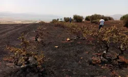 Gaziantep'te anız yangınında zeytin ve üzüm bağları zarar gördü