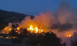 İzmir'de zeytinlik alanda yangın: Bir mahalle tahliye edildi