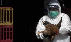 Kuş gribinin bir alt türü olan A(H5N2) virüsü nedeniyle ilk insan öldü