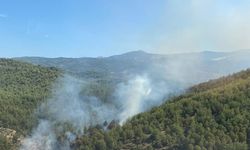 Muğla'nın Milas ilçesinde orman yangını çıktı