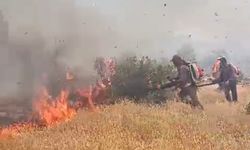 Nusaybin’de ağaçlıklı alanda çıkan yangın 4 saatte söndürüldü