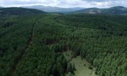 Şanlıurfa'da ormanlık alanlara girişler yasaklandı