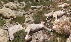 Sivas'ta yıldırım düştü; sürüdeki 38 koyun öldü