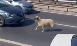 Beykoz TEM Otoyolu'nda sahibinden kaçan koyun trafiği birbirine kattı