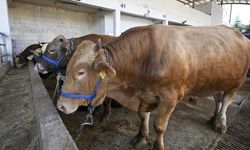 Şanlıurfa'daki hayvan pazarlarında hareketlilik devam ediyor