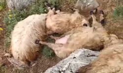 Van'da yıldırım düştü; sürüdeki 23 koyun öldü