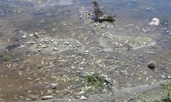 Amasya Yeşilırmak'ta balık ölümleri: İnceleme başlatıldı