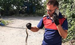 İş yerine giren 1,5 metre uzunluğundaki yılan endişe yarattı