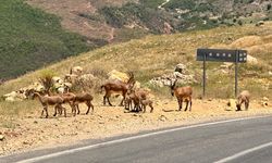 Yaban keçilerinin insanlara alıştığı Tunceli'de uzmanından 'ölümcül' uyarısı
