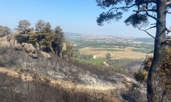 Çanakkale'nin Ayvacık ilçesinde çıkan orman yangını kontrol altına alındı