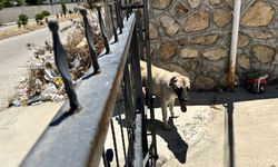 Adıyaman'da demir kapıya sıkışan köpek kurtarıldı