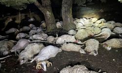 Amasya'da yıldırım çarpması sonucu 76 koyun can verdi