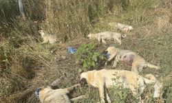 Ankara’da üzerlerine yıldırım düşen 6 köpek öldü