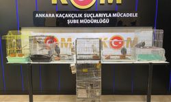 Ankara'da 12 istilacı papağan ele geçirildi, 1 gözaltı