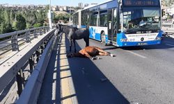 Ankara'da yola çıkan başıboş ata otomobil çarptı