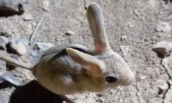 Ardahan'da 'kırmızı liste'de bulunan Arap tavşanı görüntülendi
