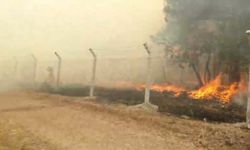 Balıkesir'de orman yangını: Havadan müdahale yeniden başladı