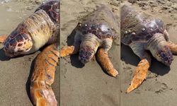 Hatay sahilinde ölü caretta caretta bulundu