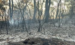 İzmir'de 2 gündür süren yangın yeniden alevlendi