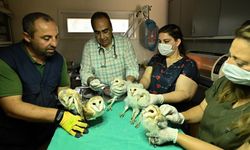 İzmir'de annesiz kalınca bakıma alınan 6 peçeli baykuş doğaya bırakıldı