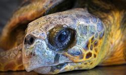 İzmir'de kıyıya vuran caretta caretta tedavi altına alındı