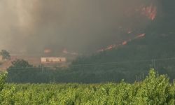 İznik'te orman yangını