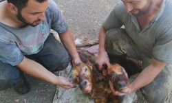 Kastamonu'da çift başlı buzağı ölü doğdu