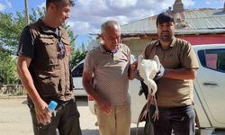 Kayseri'de yaralı bulunan kerkenez ile leylek tedaviye alındı