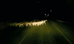 Edirne’de minibüsün çarptığı sürüdeki 16 koyun öldü