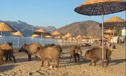 Marmaris'te domuzlar sahile indi