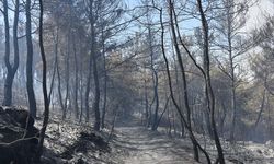 Menderes'teki orman yangınları ile ilgili 1 tutuklama